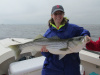 Tracy's 36" striper 7-28-13 (released)